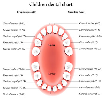Tooth Eruption Chart for Children's Teeth